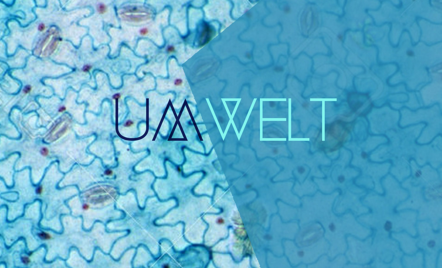 Bertrand Wolff — GMEM Marseille